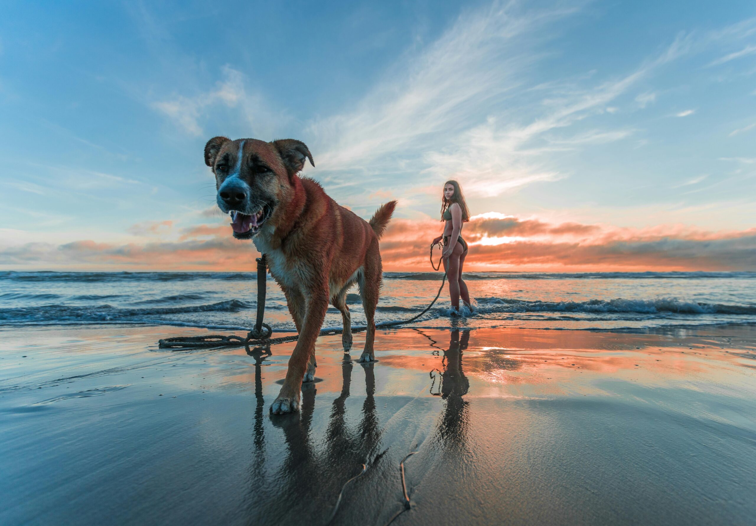 The Ultimate Guide to Traveling with Dogs: Tips, Destinations, and Safety